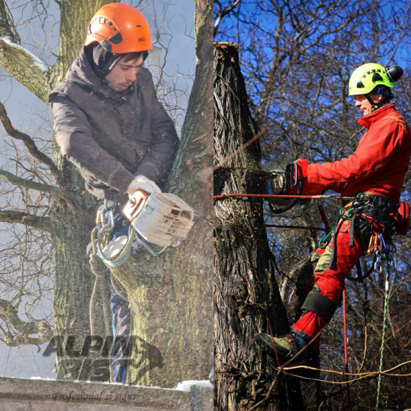 toaletarea arborilor cu alpiniști utilitari