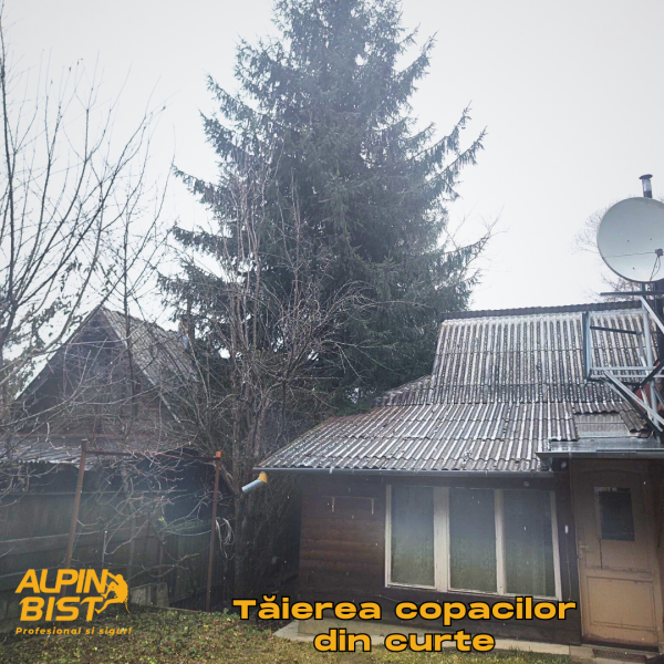 tăierea copacilor din curte cu ajutorul alpinismului utilitar