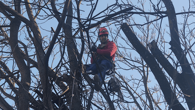 Curățare arbori periculoși