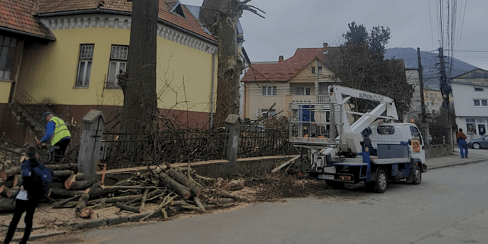 Degajare copaci căzuți sau arbori periculoși Degajare copaci căzuți sau arbori periculoși