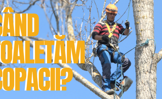 când se toaletează arborii