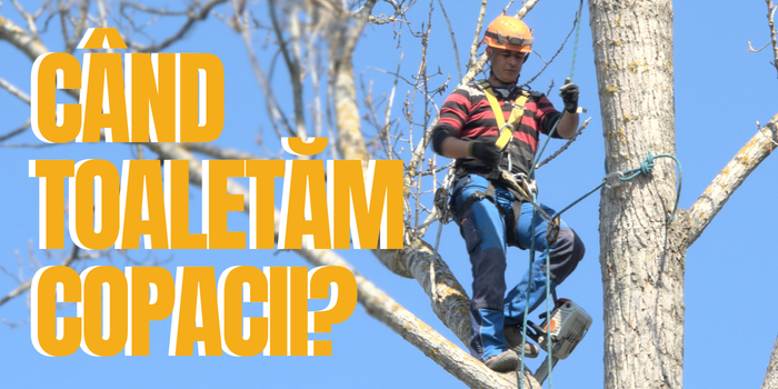 când se toaletează arborii