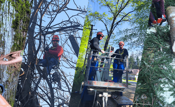 top 5 greșeli în toaletarea arborilor