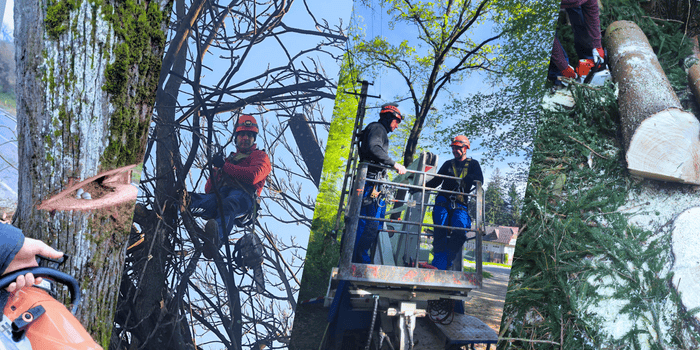 top 5 greșeli în toaletarea arborilor
