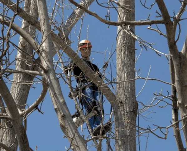 TOALETARE ARBORI DOBORÂRE COPACI TOALETARE ARBORI DOBORÂRE COPACI