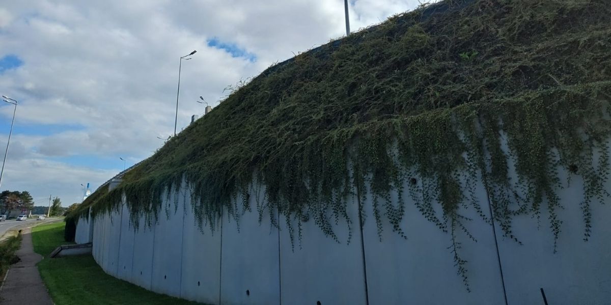 Îndepărtare mușchi și licheni